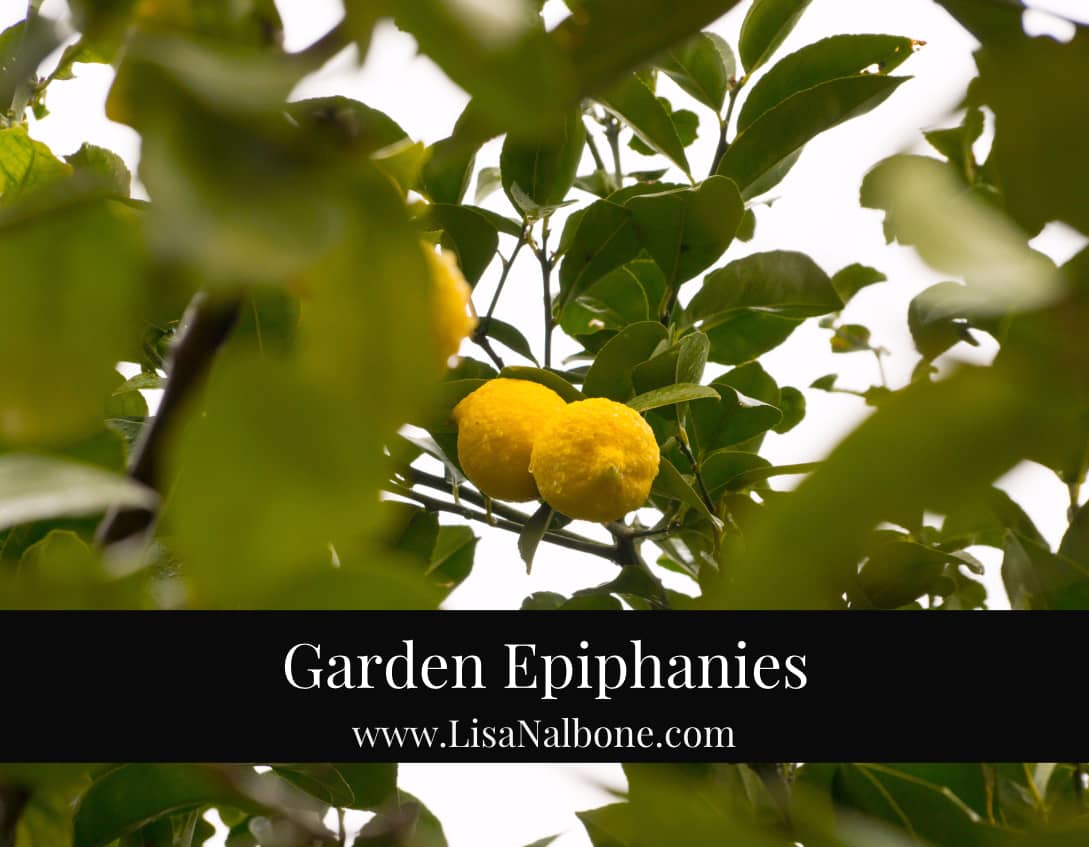 Garden Epiphanies at www.lisanalbone.com