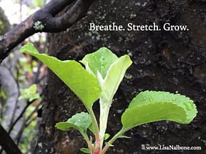 breathe-stretch-grow at www.lisanalbone.com